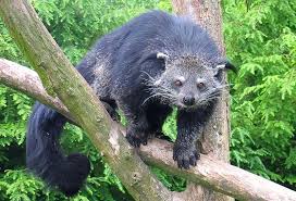 animals-binturong